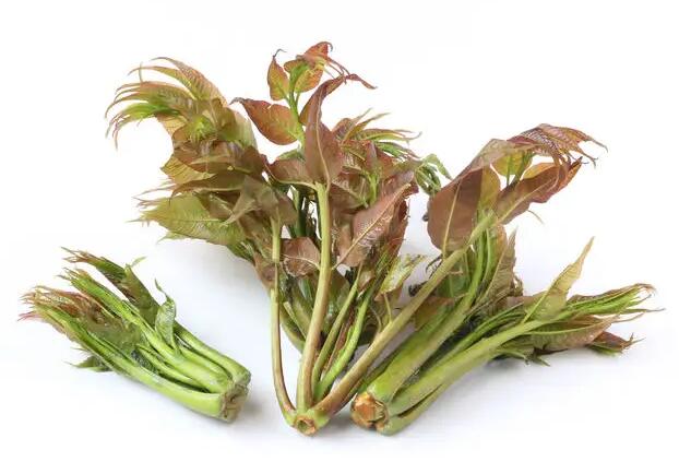 山东沂蒙山老根 香椿芽叶