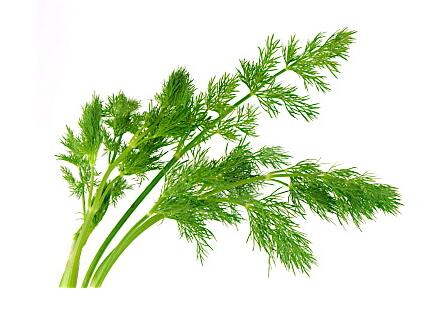 老根手割茴香
