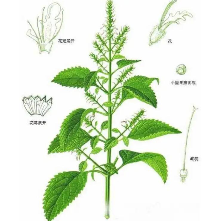 野生老根藿香叶